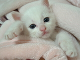 よー