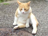 neko2