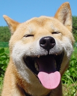 ねむい犬