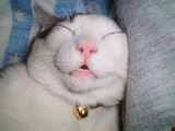 爆睡猫