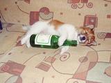 sake