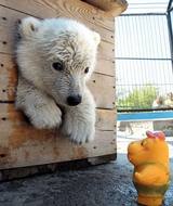 KUMA