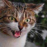 Åܤë