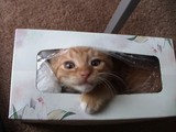 neko1