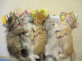 おやすみ猫