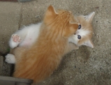 ���夦