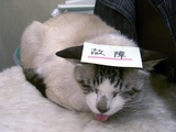ぬこ