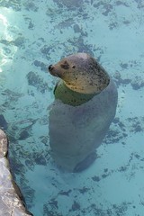 一人泳ぎ