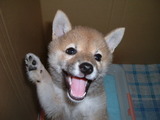 はーい犬
