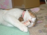 寝る猫2
