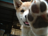 はい犬