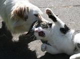 ワシが悪かった猫