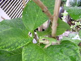 かえる