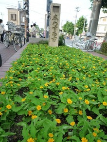 京橋朝市