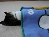 おやすみ1