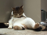 ばて猫1