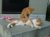 もむ猫