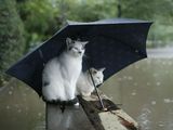 雨猫