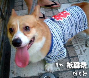 お祭り☆ハクちゃん