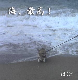 お盆。はくちゃん