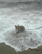 海でおおはしゃぎ!①
