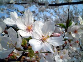桜