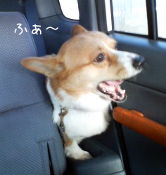 はくちゃん 車で・・・