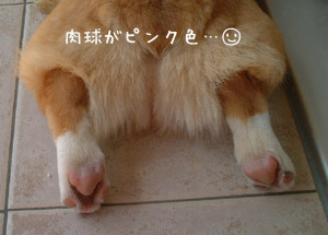 ピンクの肉球(*´∇`*)