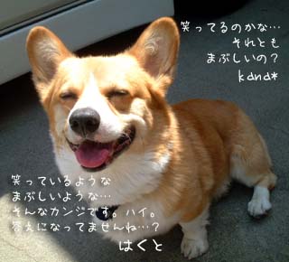 ハクちゃん