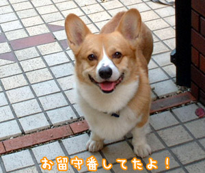 留守番ハクちゃん