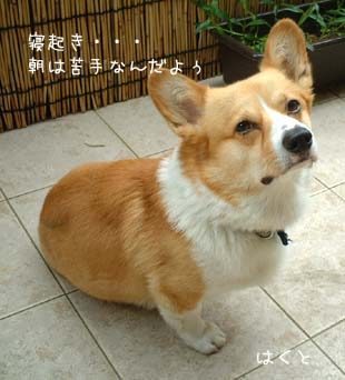 ハク・寝起き