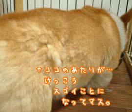 ハクちゃんのお尻…