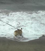 海でおおはしゃぎ!②