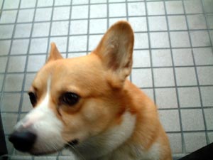 今日のはくちゃん