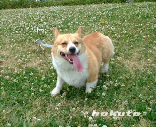 待たされハクちゃん (((´・ω・`)
