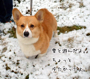 雪の中のハクちゃん
