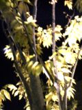 夜の散歩3