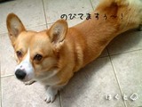 ハク・朝