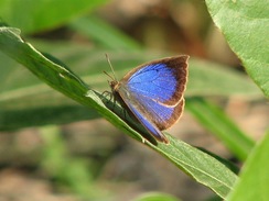 ��饵�������ߣ�