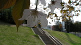 spring009