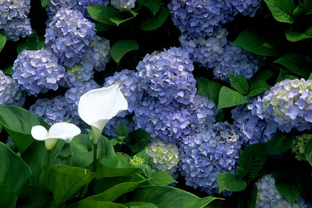 ¤¢¤¸¤µ¤¤¤Î²Ö¡Ê²££´£µ£°¡Ë