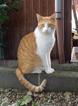 男前1