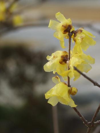 2010.1.11Ϲ��1