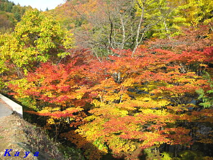 5IMG_5445