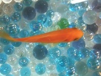 金魚もきれいに