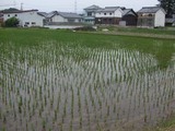 蒲生岡田た