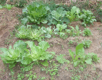 1026野菜