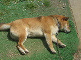 のびてる柴犬元気