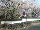 柴犬元気