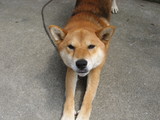 元気